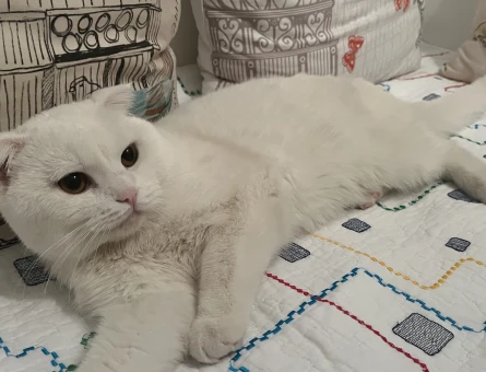 Scottish Fold 1 Yaşında Kedim Eş Arıyor - 118964131