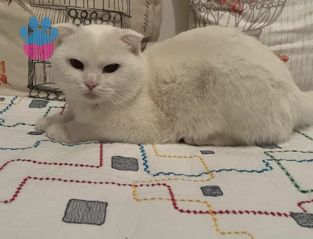 Scottish Fold 1 Yaşında Kedim Eş Arıyor