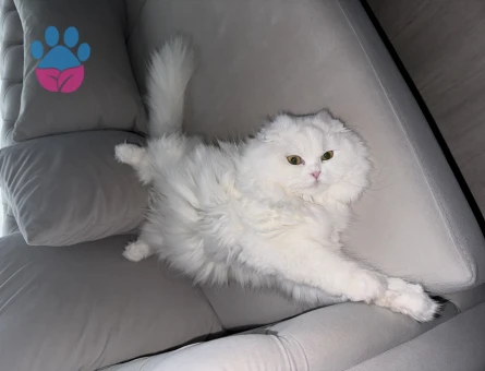 Scottish 1 Yaşında Kedim Eş Arıyor