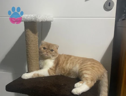 Exotic Shorthair 1 Yaşında Kızgınlıkta