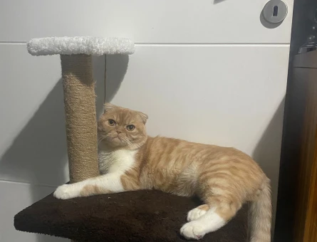 Exotic Shorthair 1 Yaşında Kızgınlıkta - 118964139