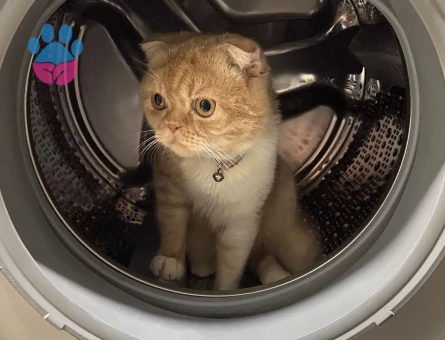 Exotic Shorthair 1 Yaşında Kızgınlıkta