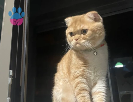 Exotic Shorthair 1 Yaşında Kızgınlıkta