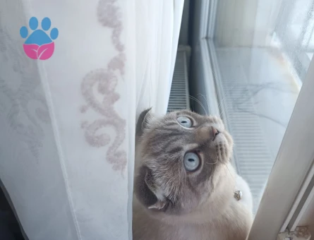 British Shorthair 1 Yaşında Kedim Eş Arıyor