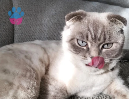 British Shorthair 1 Yaşında Kedim Eş Arıyor