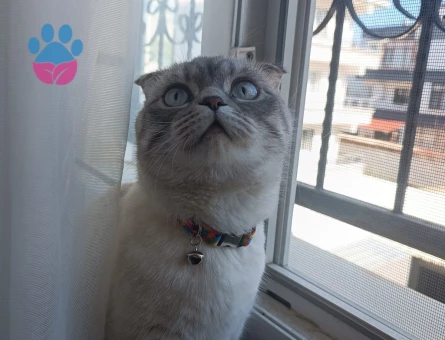 British Shorthair 1 Yaşında Kedim Eş Arıyor