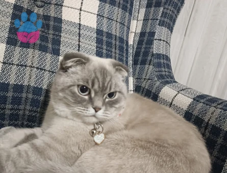 British Shorthair 1 Yaşında Kedim Eş Arıyor