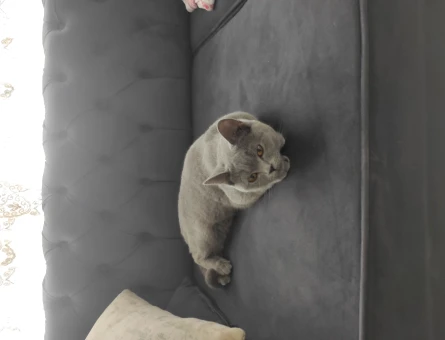 British Shorthair 1 Yaşında Kızım Eş Arıyor - 118964150