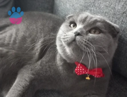 Scottish Fold 1 Yaşında Erkek Kızgınlıkta