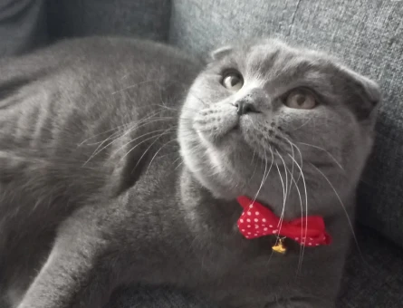 Scottish Fold 1 Yaşında Erkek Kızgınlıkta - 118964177