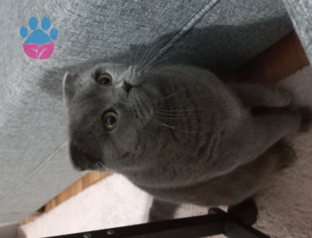 Scottish Fold 1 Yaşında Erkek Kızgınlıkta