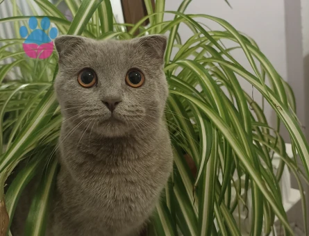 Scottish Fold 1 Yaşında Kızım Eş Arıyor