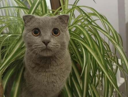 Scottish Fold 1 Yaşında Kızım Eş Arıyor - 118964179