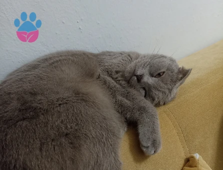 Scottish Fold 1 Yaşında Kızım Eş Arıyor