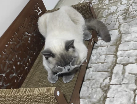 British Shorthair Oğlum Ares için Eş Arıyoruz - 118964182