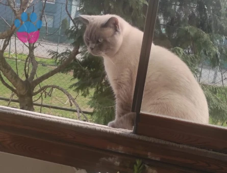 British Shorthair Oğlum Ares için Eş Arıyoruz