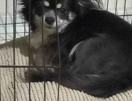 Chihuahua Leydime Eş Arıyorum - 118964183