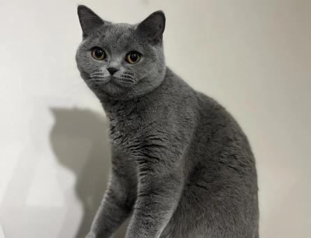 British shorthair kedime eş arıyorum - 118975791