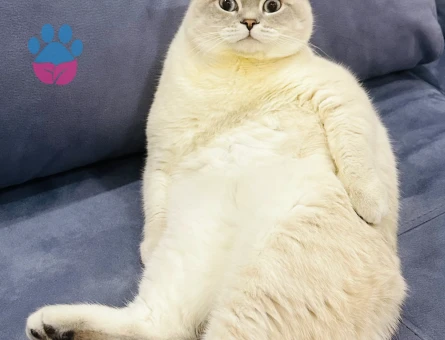 Asil Oğluma Eş Arıyorum