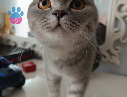 Kızımız için eş arıyoruz