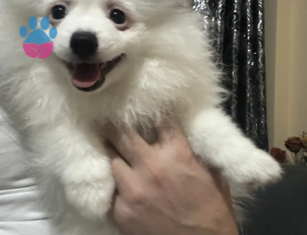 Oğlum Müdür e eş bakıyorum