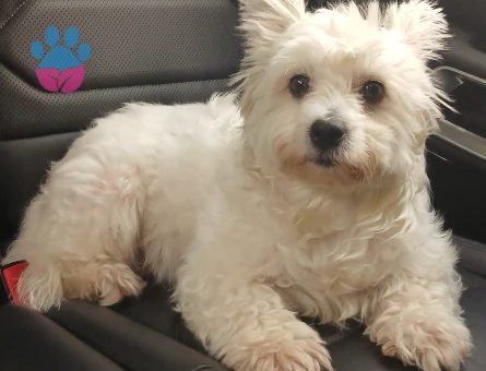 Kızımıza aynı tür erkek arıyoruz