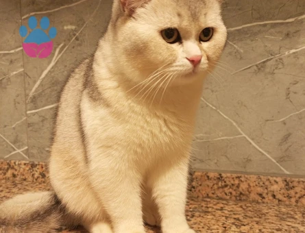 10 aylık erkek kızgınlık döneminde