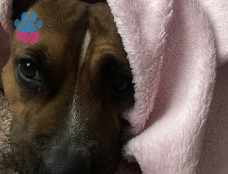 İngiliz staff 6 Yaşında Eş Arıyor