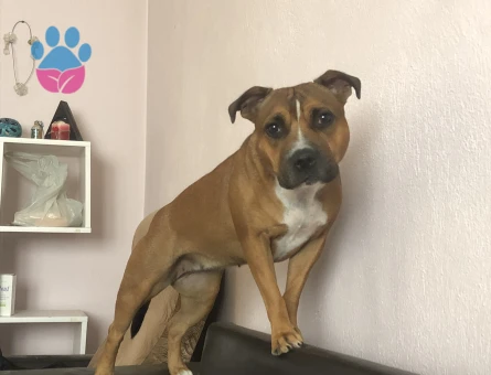 İngiliz staff 6 Yaşında Eş Arıyor