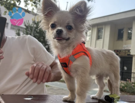 Başkana güzel bir dişi arıyorum