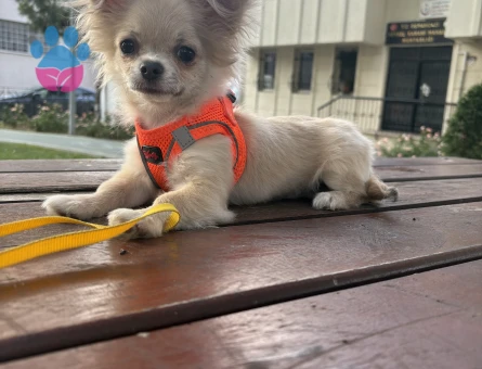 Başkana güzel bir dişi arıyorum