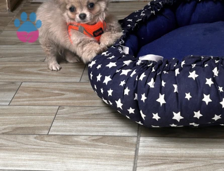 Başkana güzel bir dişi arıyorum