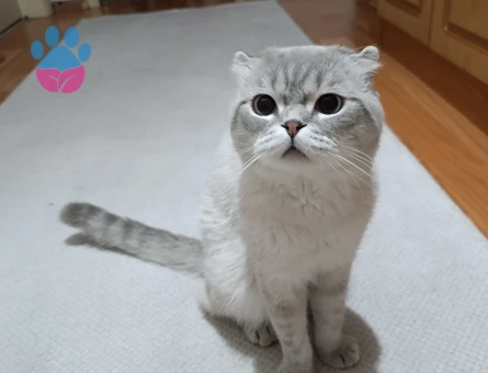 Scotish fold Tecrübeli erkek