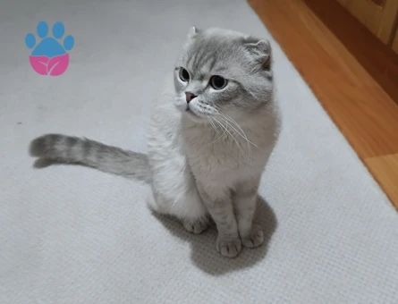 Scotish fold Tecrübeli erkek