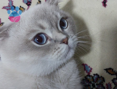 British Shorthair 1 Yaşında