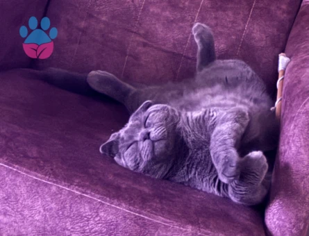 Yakışıklı oğluma eş arıyorum