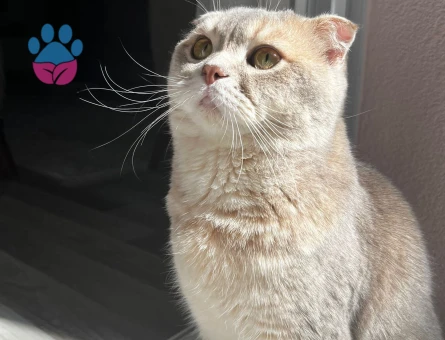 Scottish Fold Kedime Eş arıyoruz