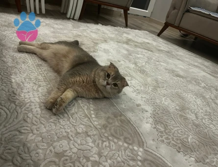 Scottish Fold Kedime Eş arıyoruz
