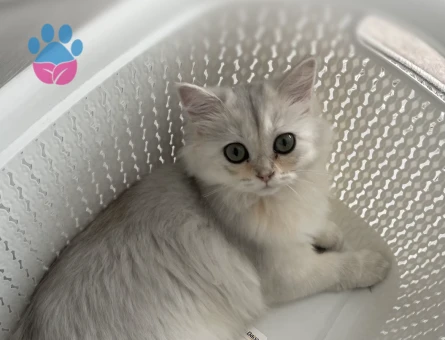 Scottish Straight Miya Eş Arıyor