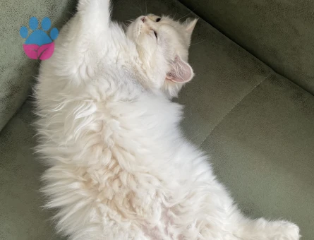 Scottish Straight Miya Eş Arıyor