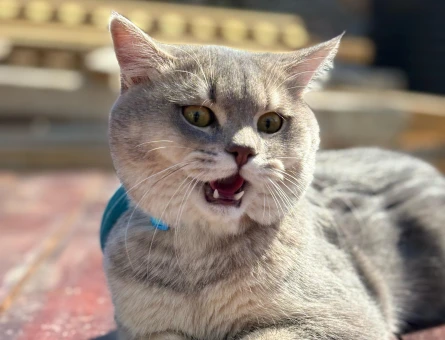British Shorthair Kedime Eş Arıyorum - 118966853