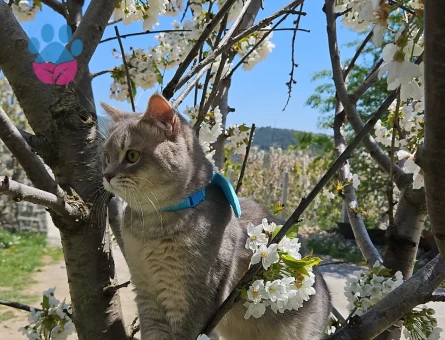 British Shorthair Kedime Eş Arıyorum