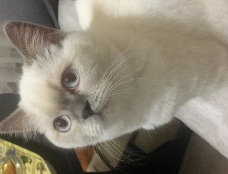 British Shorthair 1 Yaşında Eş Arıyor - 118966868