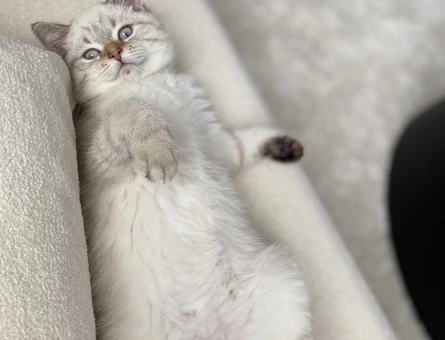 British Shorthair 11 Aylık Eş Arıyor - 118966870
