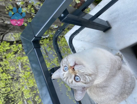 British Shorthair 11 Aylık Eş Arıyor