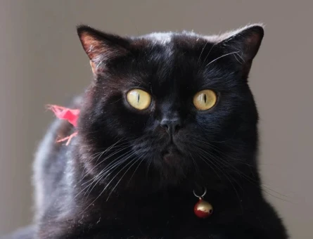 British Shorthair 3 Yaşında Eş Arıyor - 118966873