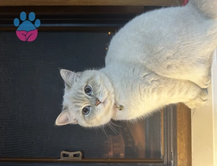 British Shorthair Kedime Eş Arıyorum