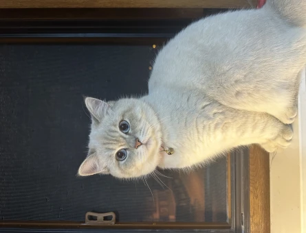 British Shorthair Kedime Eş Arıyorum - 118966894