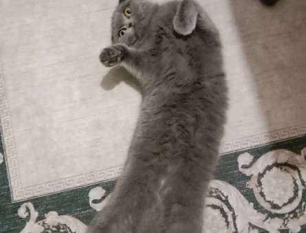 Scottish Fold Prensesimize Eş Arıyoruz - 118966896