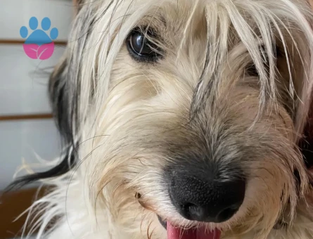 Maltese Terrier 1,5 Yaşında Kızıma Eş Arıyorum